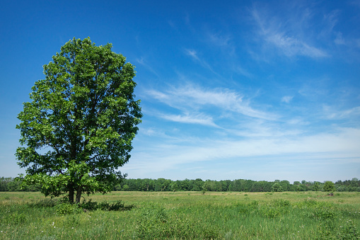 A lone tree stands tall in a field with blue skies and light clouds above.  Copy space to the right.