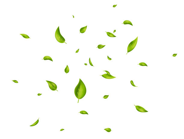 istock Leaf falling. Green flying leaves on white background. Wave foliage ornament. Beauty product. Ecology, eco, organic design element. Fresh tea banner. Cosmetic pattern border. Vector illustration 1332381887