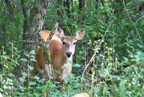 istock Doe in the Woods 1332381916