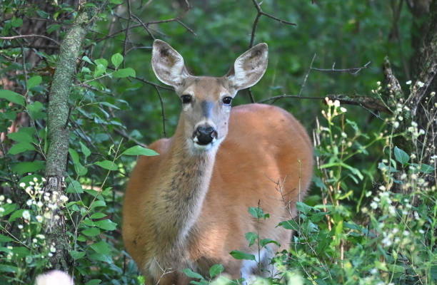 istock Doe in the Woods 1332382106