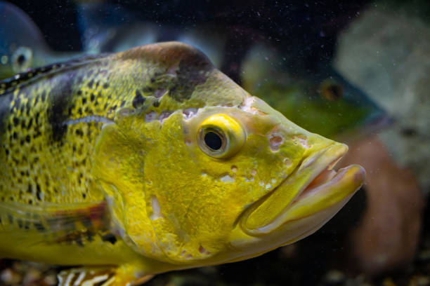 Cichla kelberi close-up. Cichla kelberi close-up. Yellow fish with black stripes. Fish with an open mouth. cichlasomatinae stock pictures, royalty-free photos & images