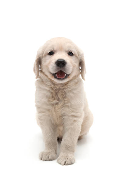 istock Golden retriever puppy on white background 1332383255