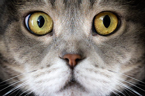 Close-up of a beautiful face of a gray tabby cat looking into the lower right corner.