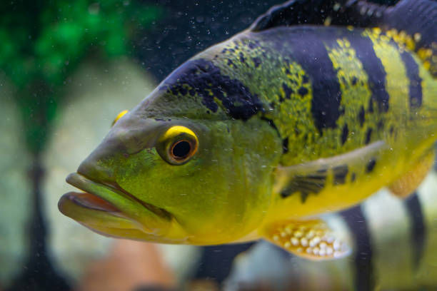 Cichla kelberi close-up. Yellow fish with black stripes. Striped fish on a striped background. Cichla kelberi close-up. Yellow fish with black stripes. Striped fish on a striped background. cichlasomatinae stock pictures, royalty-free photos & images