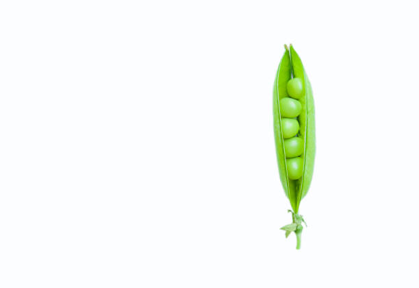 green pea pod on white background. - green pea pea pod vegetable freshness imagens e fotografias de stock
