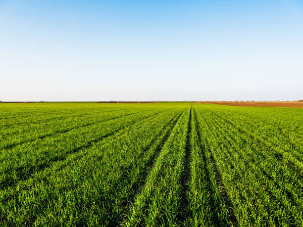 istock Green wheat field, agricultural landscape. 1332385156