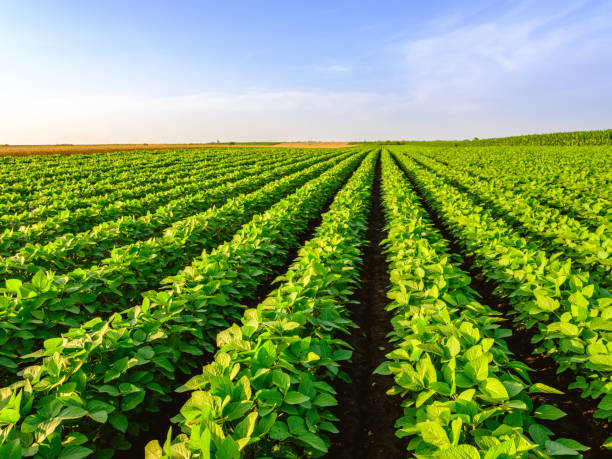 istock Green ripening soybean field 1332385271