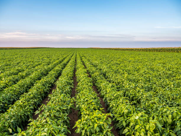 istock Green pepper plants at agricultural field 1332385328