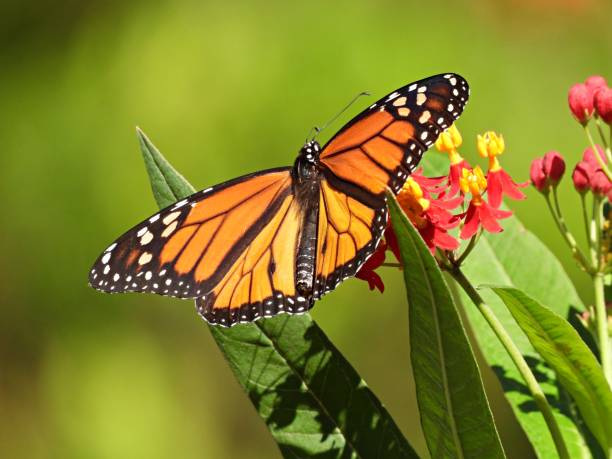 istock Monarch Butterfly (Danaus plexippus) on a Tropical Milkweed plant 1332385358