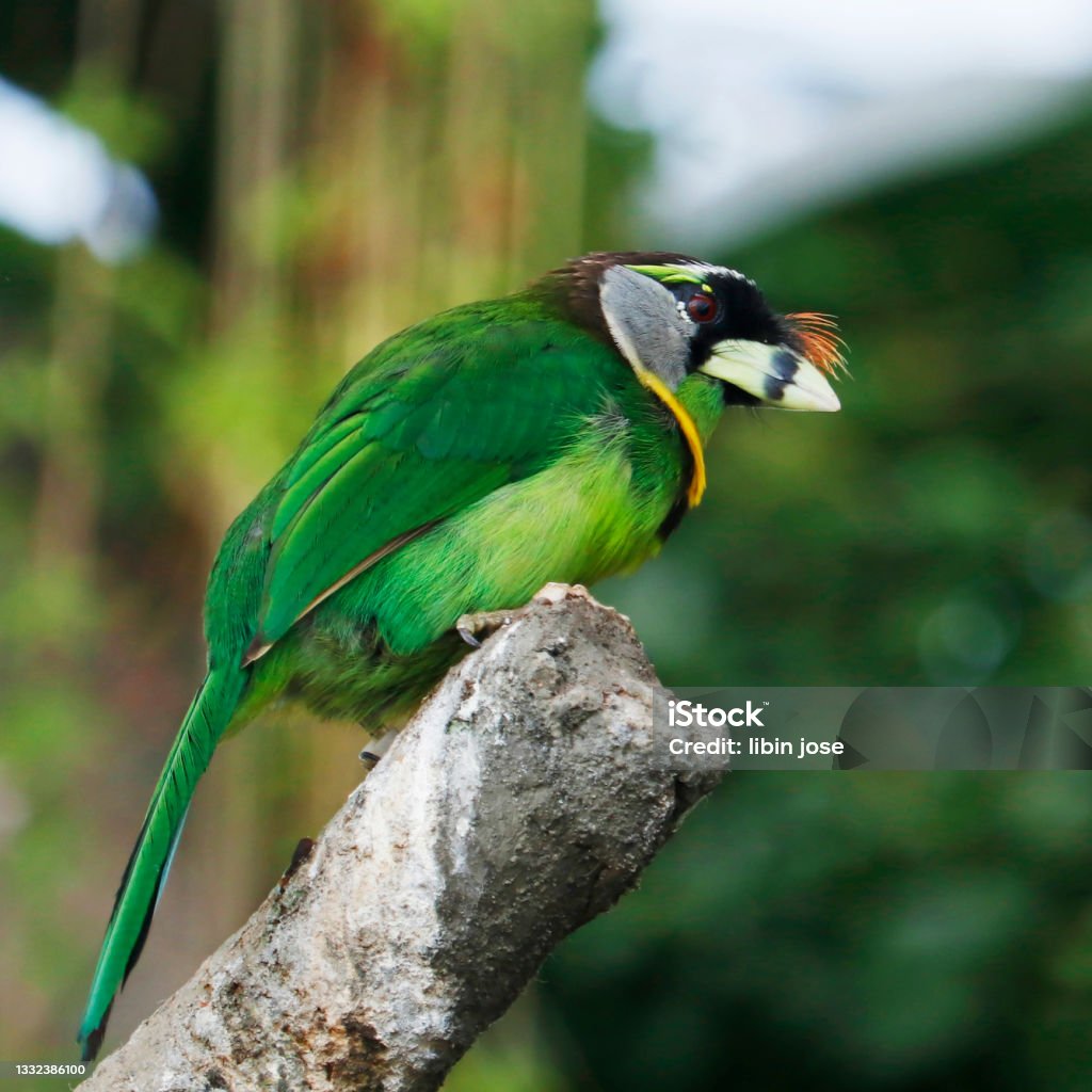 The fire-tufted barbet is a species of bird in the Asian barbet family Megalaimidae.where it inhabits tropical moist lowland and montane forests. Animal Stock Photo
