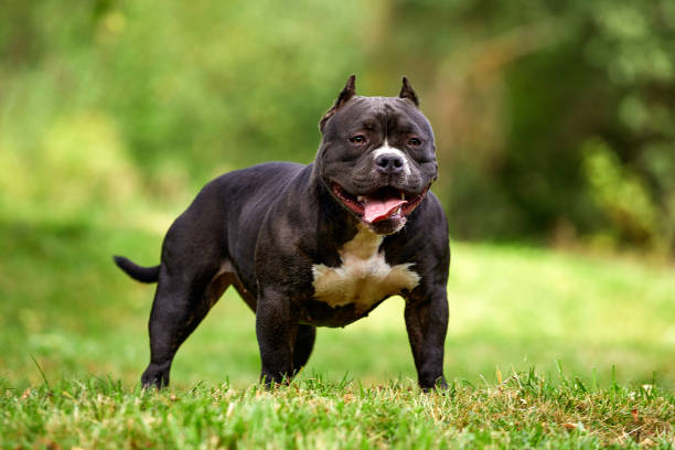 chienne américaine bully sur la pelouse, posant magnifiquement devant la caméra avec toute la grâce et la puissance de son corps, copier l’espace, marcher avec un intimidateur américain - bitch photos et images de collection