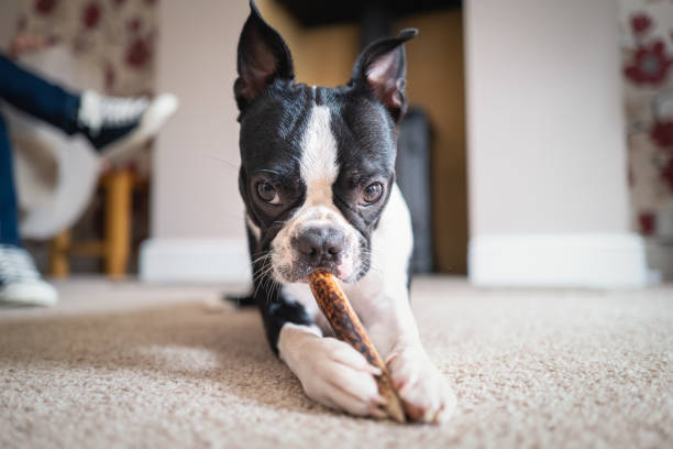 istock Boston Terrier puppy lying on the floor chewing a stick, looking at the camera. 1332386449