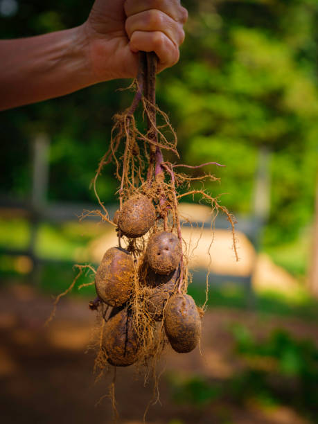 istock Raw potatoes and potato stems held by the hands on blurred garden background 1332387513