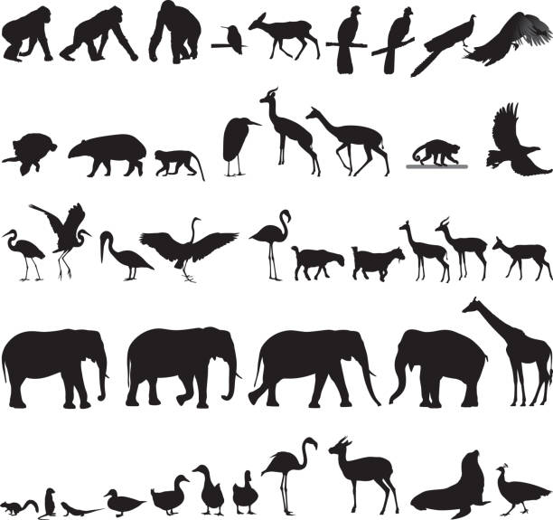 illustrations, cliparts, dessins animés et icônes de zoo animal silhouettes 4 - oiseau tropical