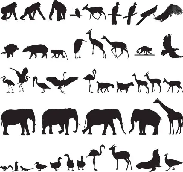 Vector illustration of Zoo Animal Silhouettes 4