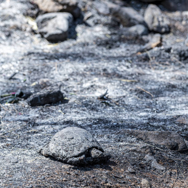 Tortoise that died during a forest fire in Marmaris, Turkey Tortoise that died during a forest fire in Marmaris, Turkey. August 2021. burned corpse stock pictures, royalty-free photos & images