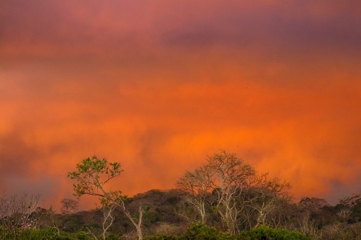 A sunset in the fiery red sky at the edge of a tropical forest. Dust and fire clouds.