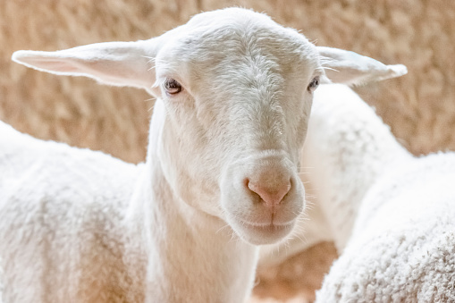 Portrait of baby goat, front view, background with copy space, full frame horizontal composition
