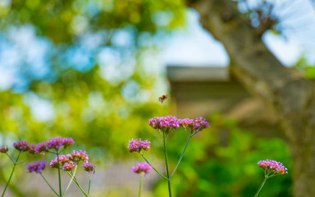 여름에 밝은 햇빛에 아름다운 정원에서 화려한 꽃과 꿀벌 - 7591 뉴스 사진 이미지