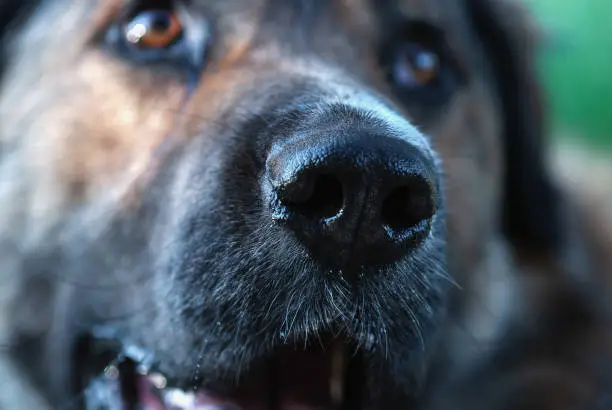 Dog's wet nose closeup, sad god looking up at someone with supplication