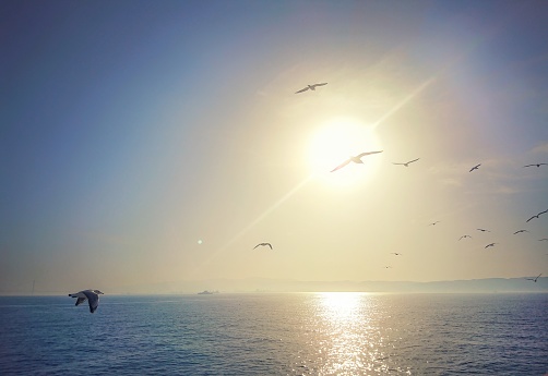 The Seagulls are flying over the Mediterranean Sea with the splendid shine of the Sun.