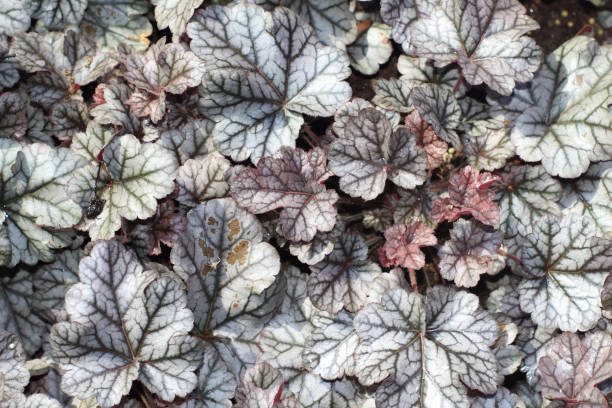 istock The view on the multicolored coral bells leaves 1332395356