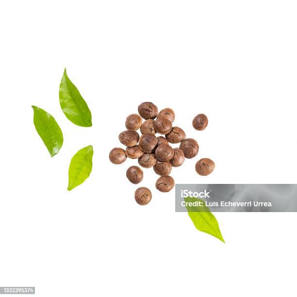 Plukenetia Volubilis Dried Seeds Of Sacha Fruit Inchi Peanuts Stock Photo - Download Image Now
