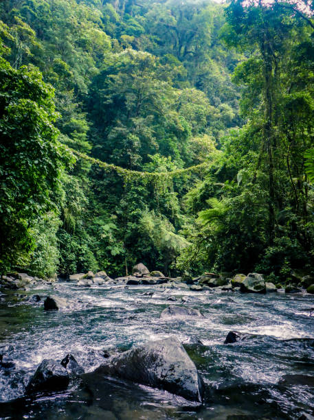 Plant bridge liane over river