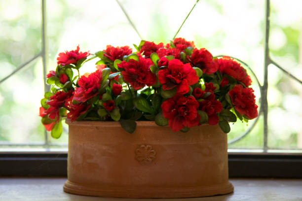 istock a pot of red flowers on the windowsill 1332397271