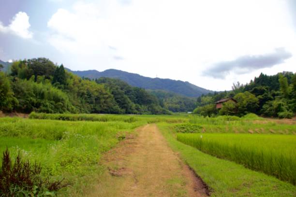 istock Summer green rice field in Japan 1332397294