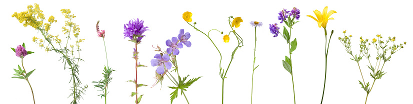 A set of wild flowers isolated on white background.