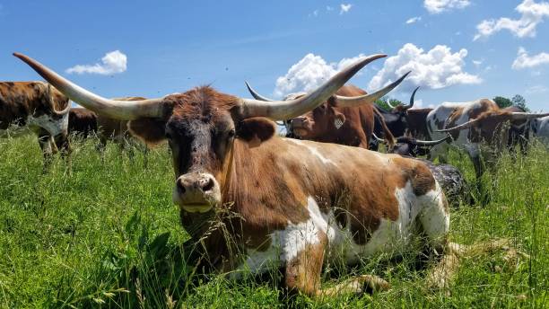 longhorn lenkung - texas longhorn cattle horned cattle farm stock-fotos und bilder