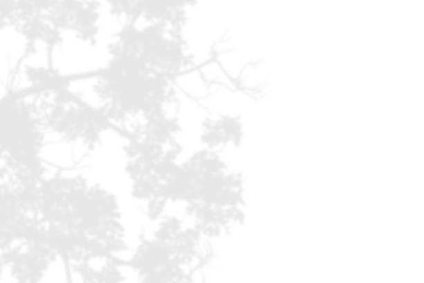 istock Shadow of leaves and branch on white background. Abstract black white leaf shadows 1332401014