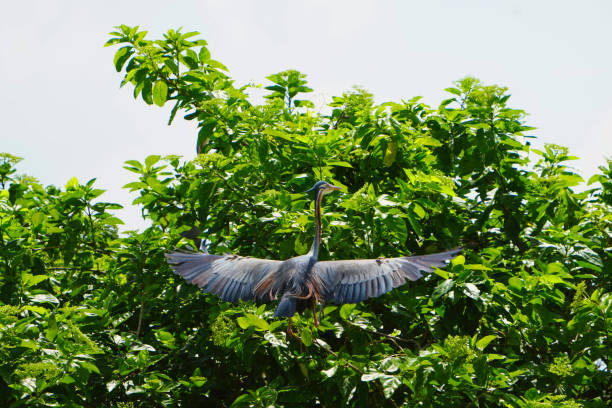 garza morada (ardea purpurea) sobre un árbol verde con las alas extendidas. - animals in the wild blue beak mottled fotografías e imágenes de stock