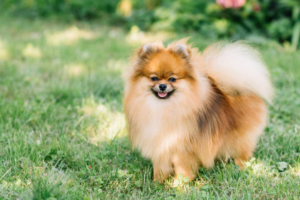 istock Orange, red, brown spitz posing in the park. Close up, copy space for text, grass background. Small dog 1332402690