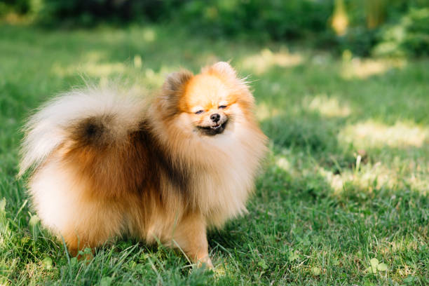 istock Orange, red, brown spitz posing in the park. Close up, copy space for text, grass background. Small dog 1332402694