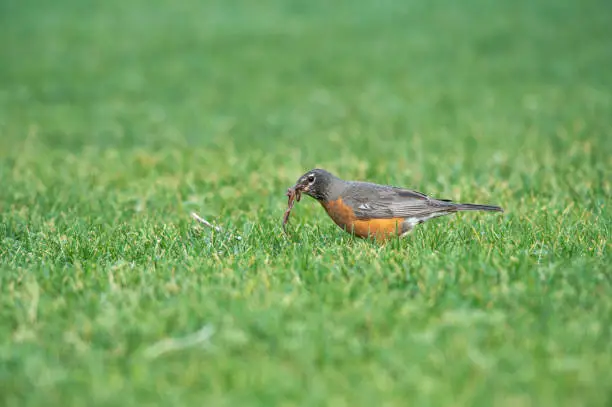 An American Robin with a mouth full of worms on a lawn