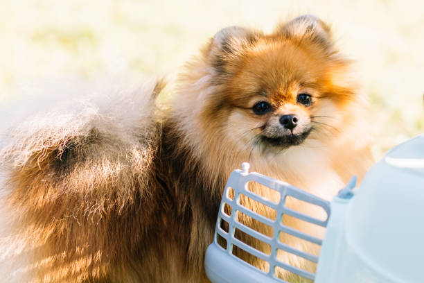 istock Orange, red, brown spitz posing in the park. Close up, copy space for text, grass background. Small dogю Sunny day 1332403027