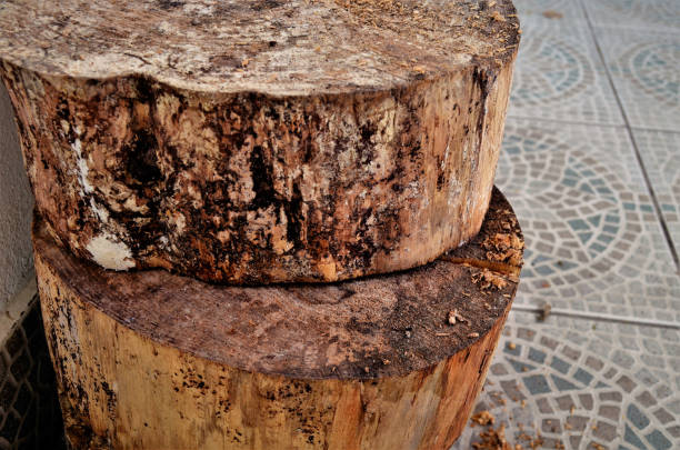 The details and texture of cut dry tree trunks