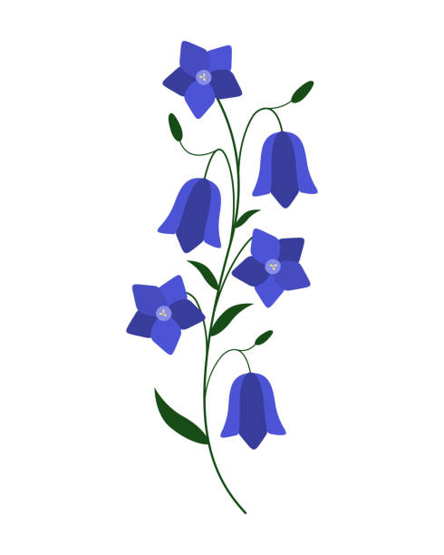 ilustrações, clipart, desenhos animados e ícones de flor de bluebell. linda flor de primavera em um fundo branco. sino azul em flor, ilustração de vetor floral para impressão, design. - campanula bluebell flower leaf