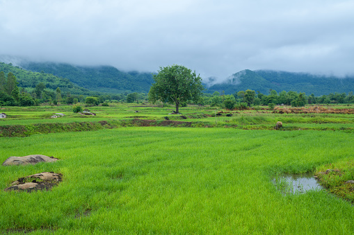 Beautiful green rice fields with mountains