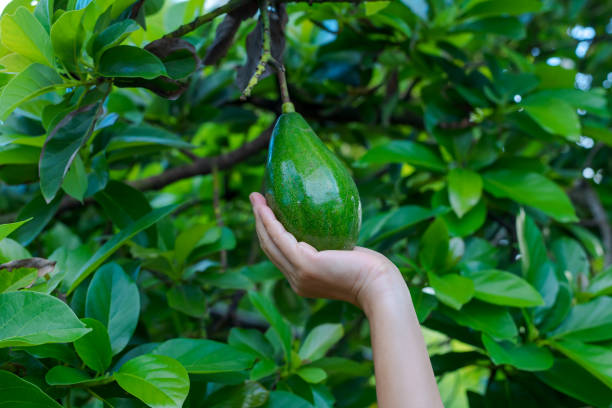 istock Hand holding harvesting fresh avocado in garden 1332409745