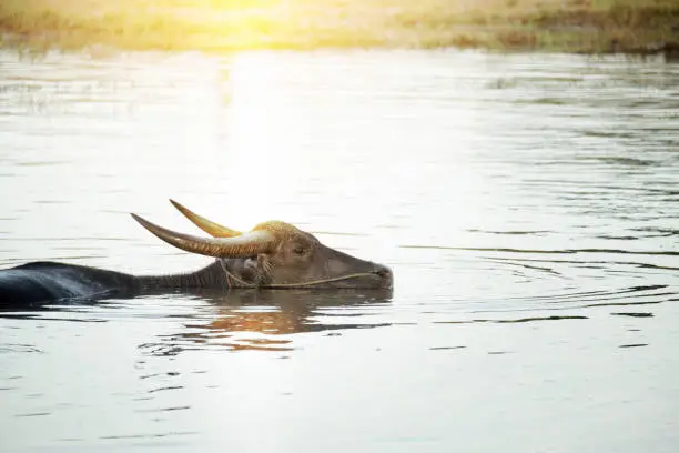 waterbuffalo swiming in river
