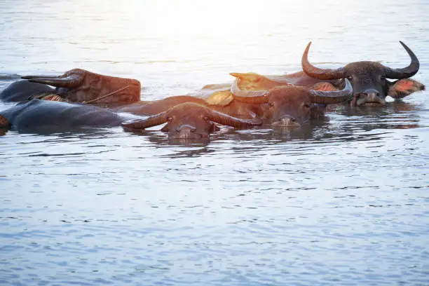 waterbuffalo swiming in rever