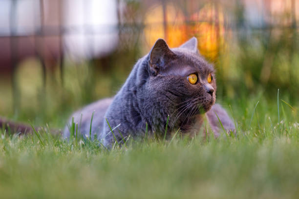 istock cat lies on green grass 1332411940