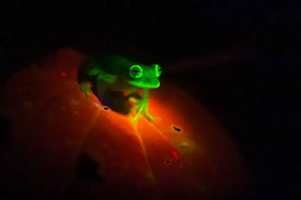 Photo of Emerald Glass Frog Under Fluorescent Light, Talamanca Mountains, Costa Rica