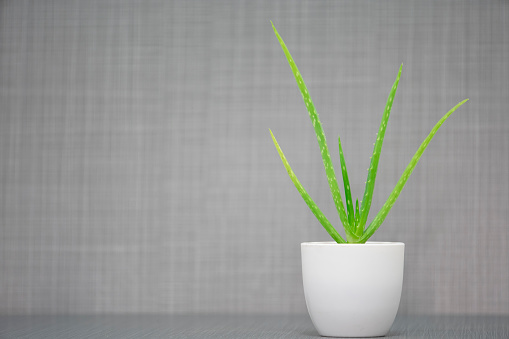 Aloe Vera in white pot on grey background with copy space
