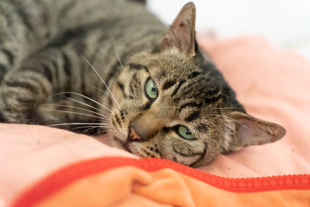 istock Tabby cat on a rural bed 1332413000