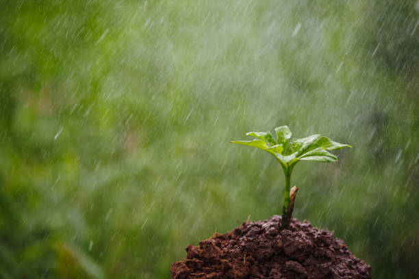 istock Young konjac plant with the rain 1332418617