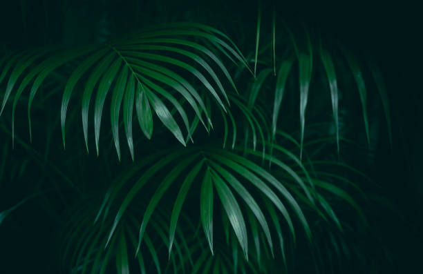 istock Tropical green leaf jungle background 1332418619